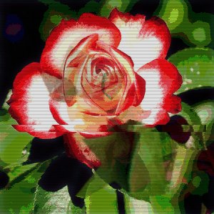 rose